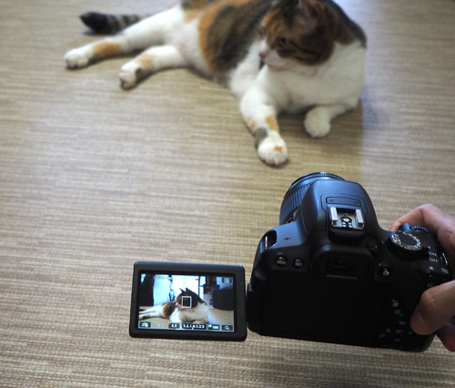 愛猫写真はブレ対策とaf性能が重要 撮影テクニックもご紹介 カメラ買取りナビさん
