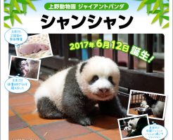 上野動物園 ジャイアントパンダ シャンシャン誕生記念