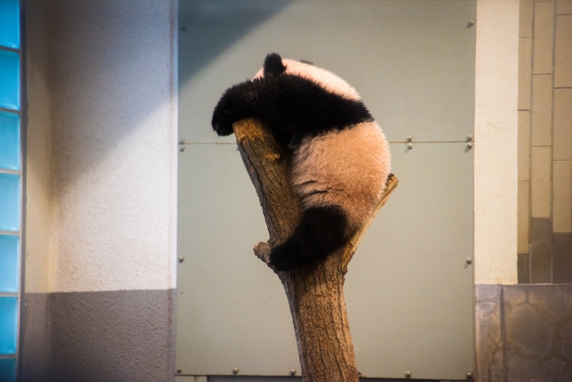 木の上で寝るシャンシャン